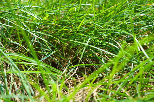 Thin long green juicy grass, green background. Beautiful and unusual background images and photographs of different colors in wildlife.  Vibrant colors, vibrant and colorful palettes in ordinary photographs.  All my work has been done in the Severny housing estate, Dnipro, Ukraine. sod roof stock pictures, royalty-free photos & images