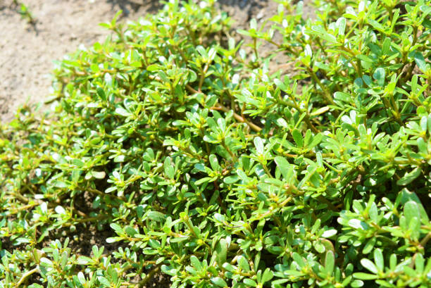 istock Green Ukrainian plants weaving on the ground, grass. 1167547477