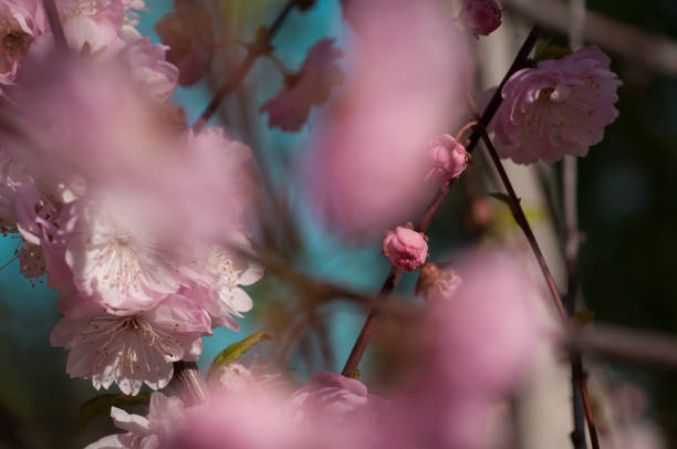 istock branch of a blossoming plum 1167548515
