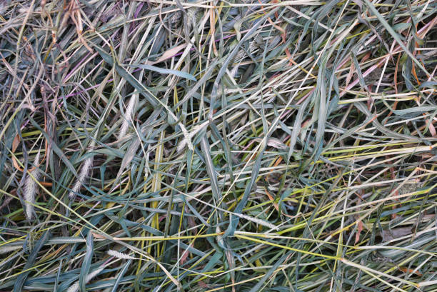 green dried dry green grass, setaria, foxtail or bristle grasses. an unusual chaotic background of seeds and long leaves and a stem of herbs and weeds. - long leaf grass blade of grass imagens e fotografias de stock