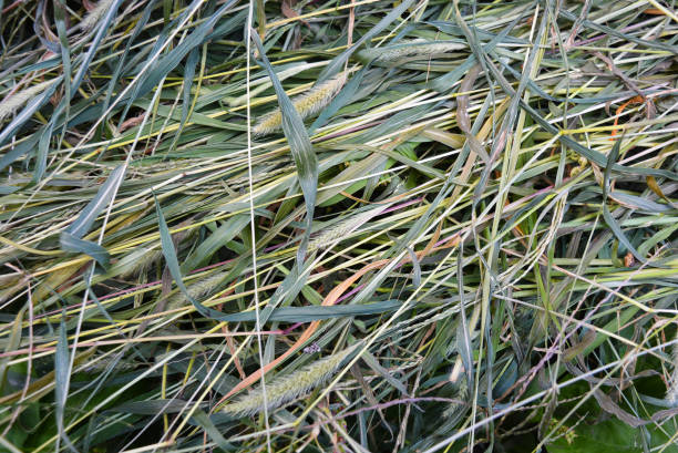 erba verde secca verde secca, setaria, coda di volpe o erbe setole. un insolito sfondo caotico di semi e foglie lunghe e un gambo di erbe ed erbe in erba. - pompa daria foto e immagini stock