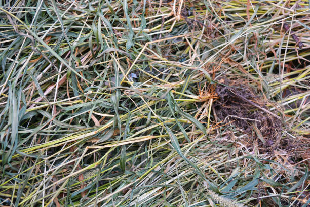 erba verde secca verde secca, setaria, coda di volpe o erbe setole. un insolito sfondo caotico di semi e foglie lunghe e un gambo di erbe ed erbe in erba. - pompa daria foto e immagini stock