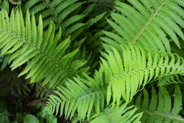 bright and colorful green long fern leaves with an original structure and flowers, vascular plants, disambiguation. - long grass uncultivated plant stage plant condition imagens e fotografias de stock