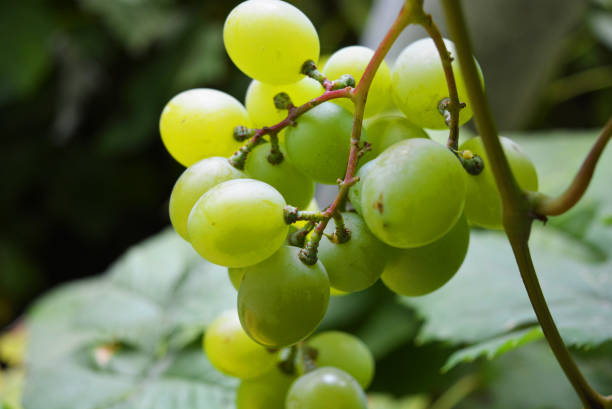 зеленая гроздь зеленого винограда с большими ягодами, висящими на кроне, здоровой пищей и фруктами. - evolution progress unripe tomato стоковые фото и изображения