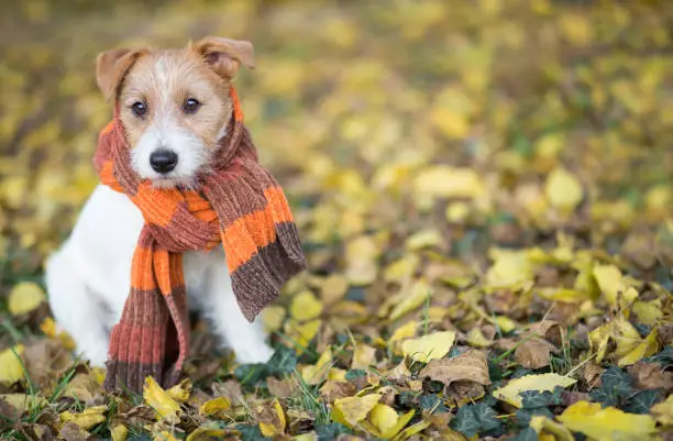 Photo of Autumn dog, cute pet puppy sitting in the leaves
