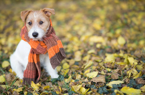 autumn dog, cute pet puppy sitting in the leaves - autumn season imagens e fotografias de stock