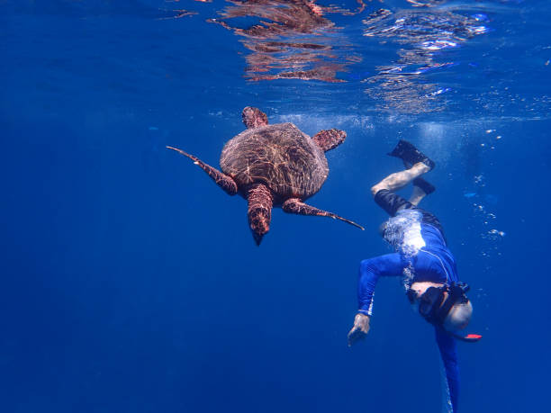 foto subaquática do homem sênior que snorkeling com a tartaruga gigante em águas tropicais em maldives - mergulho autónomo - fotografias e filmes do acervo