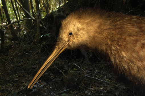 Great Spotted kiwi, Apteryx haasti, New Zealand