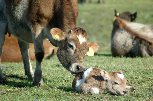Mother Jersey cow licking newborn calf, West Coast, New Zealand