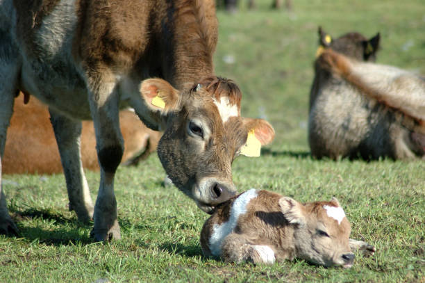 bezerro recém-nascido - calf cow mother animal - fotografias e filmes do acervo