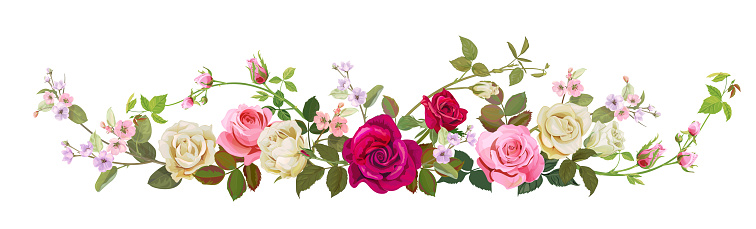 Vue Panoramique Bouquet De Roses Fleur De Source Bordure Horizontale Rouge Rose Fleurs Blanches Bourgeons Feuilles Vertes Fond Blanc Illustration Numérique De Dessin Dans Le Modèle Daquarelle Cru Vecteur Vecteurs libres de