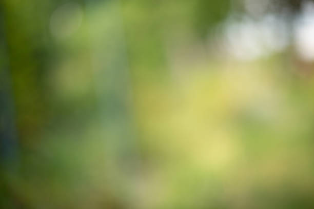 istock Blurry green background summer theme and nature 1167551515