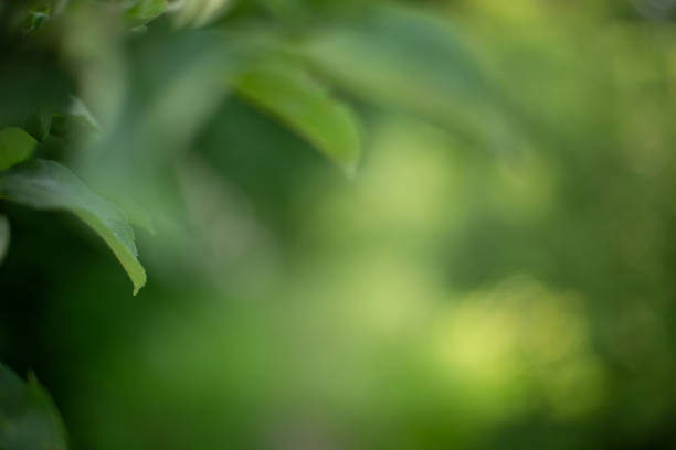 istock Blurry green background summer theme and nature with selective focus 1167551545