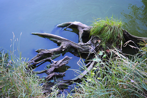 A large piece of driftwood lays on the shire of Lake Erie in Presque Isle State Park in Erie, PA, USA.