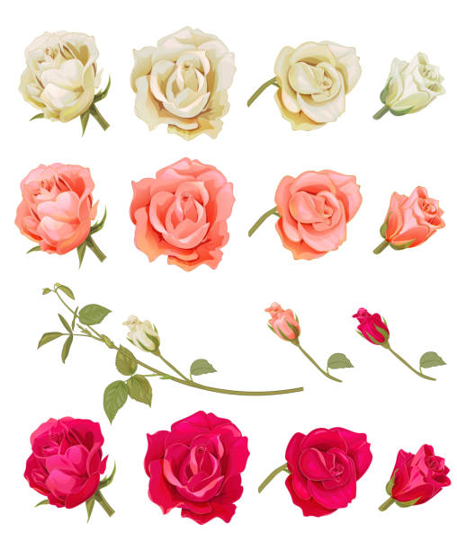 장미의 집합 : 분홍색, 빨간색, 흰색 꽃, 싹, 녹색 잎, 흰색 배경에 가지. 식물 그림, 수채화 빈티지 스타일, 디자인 컬렉션, 벡터에 손으로 그리기 - valentine card rose plant blossom stock illustrations
