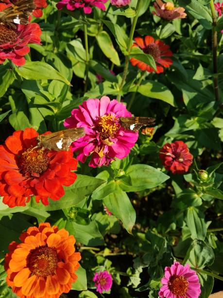 istock Butterflies on the Wildflowers 1167551913