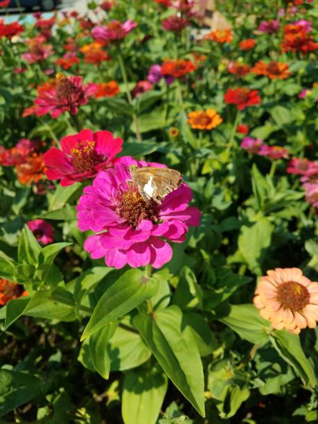 Butterfly on a pink wildflower