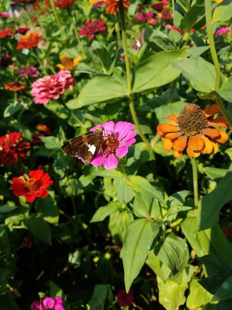 istock Butterfly on a Pink Wildflower 1167551972
