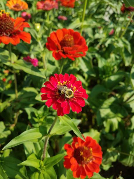 istock Bumble Bee Pollinating a Red Flower 1167551976