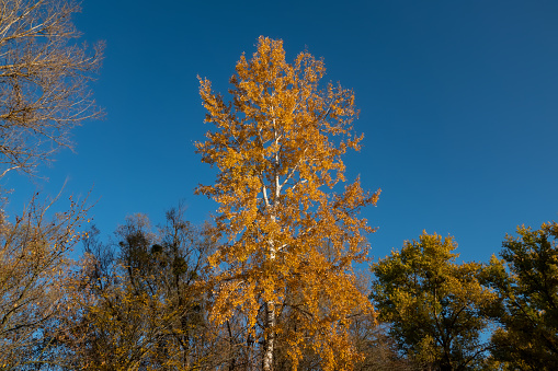 Birch tree covered with yellow foliage against the blue sky on a sunny day. Autumn season in the deciduous forest.