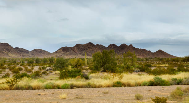istock Early Evening in Arizona desert cactus Tucson 1167552167