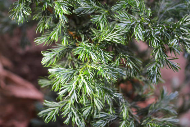 Beautiful non-standard green background, scaly juniper Blue Star. Beautiful and unusual background images and photographs of different colors in wildlife.  Vibrant colors, vibrant and colorful palettes in ordinary photographs.  All my work has been done in the Severny housing estate, Dnipro, Ukraine. juniper tree juniperus osteosperma stock pictures, royalty-free photos & images