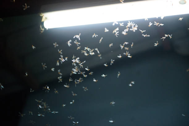 istock moth flying in the fire ,the neon light in night time, it's raining time. 1167552291