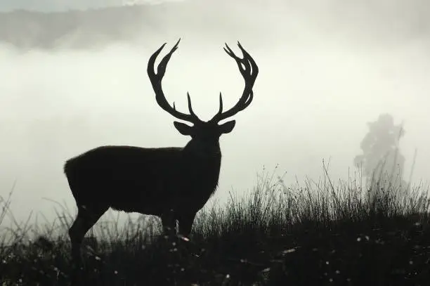 13 point red deer stag in morning fog, West Coast, South Island, New Zealand