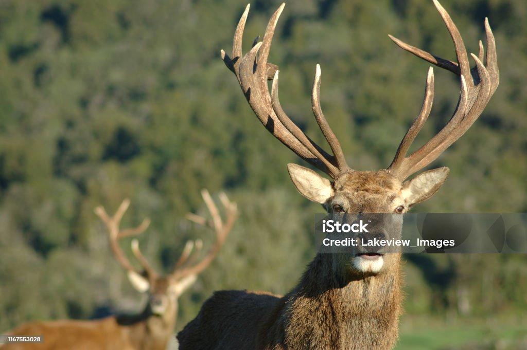 14-point stag a 14 point red deer stag of 309 SCI, West Coast, South Island, New Zealand New Zealand Stock Photo