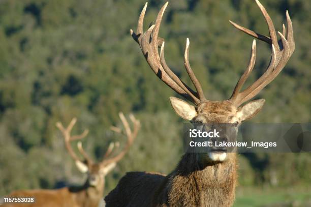 14point Stag Stock Photo - Download Image Now - New Zealand, Safari, Agriculture