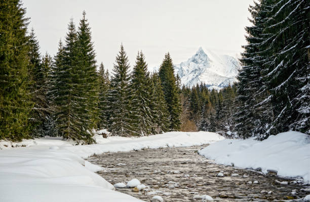 istock Winter river forest, snow and trees on both sides, mount Krivan peak (Slovak symbol) in distance 1167553330