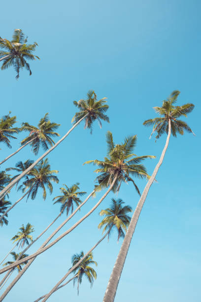 Coconut palm trees on tropical beach Coconut palm trees on tropical beach clear summer vacation day vintage toned florida food stock pictures, royalty-free photos & images