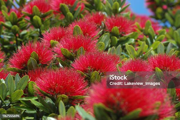 Kawa Blossoms on Red Kawa Blossoms on Red