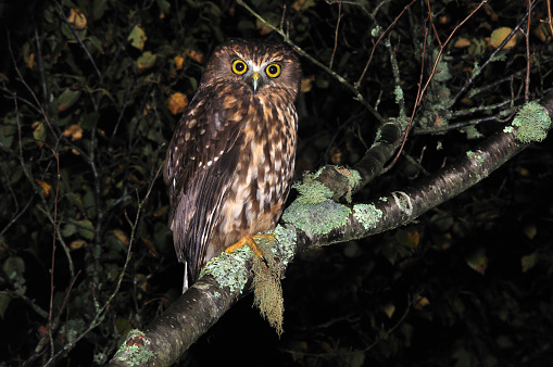 New Zealand native owl, the morepork, Ninox novaeseelandiae, West Coast, South Island