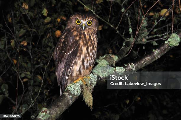 Morepork Stock Photo - Download Image Now - New Zealand, Owl, Animal