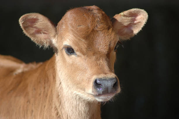 450+ Jersey Calf Stock Photos, Pictures & Royalty-Free Images - iStock