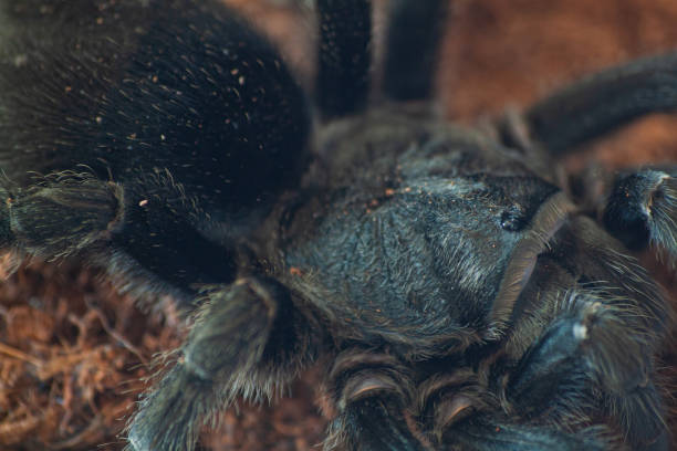 istock Grammostola pulchra tarantula macro & eyes 1167556319
