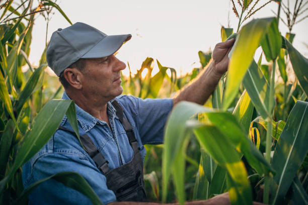 istock Agriculture: farmer stands in his field looks at his corn 1167557307