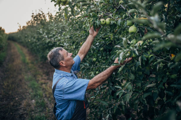 istock A farmer in an apple orchard 1167557349