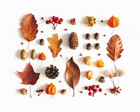 Autumn composition. Pattern made of dried leaves, flowers, berries on white background. Autumn, fall, thanksgiving day concept. Flat lay, top view