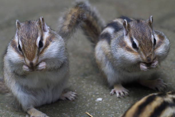 istock They eat their favorite food. 1167558517