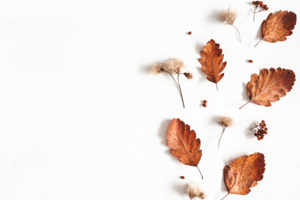istock Autumn composition. Dried leaves, flowers, rowan berries on white background. Autumn, fall, thanksgiving day concept. Flat lay, top view, copy space 1167558545