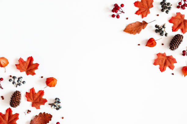 istock Autumn composition. Frame made of flowers, maple leaves, berries on white background. Autumn, fall, thanksgiving day concept. Flat lay, top view, copy space 1167560315