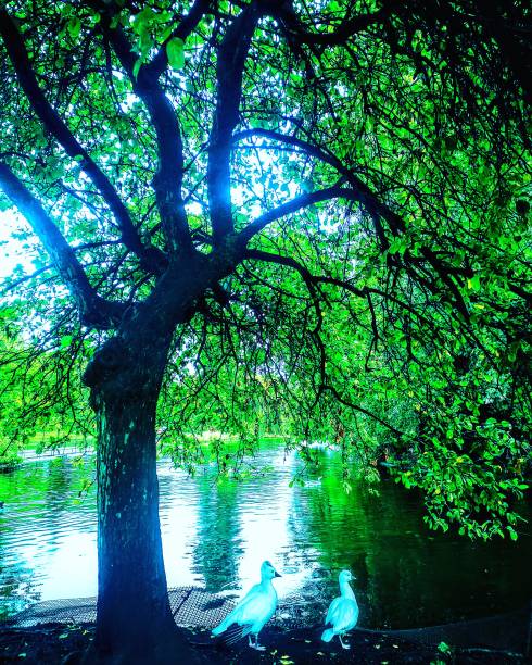 istock St. James's Park, Central London, England. 1167560411