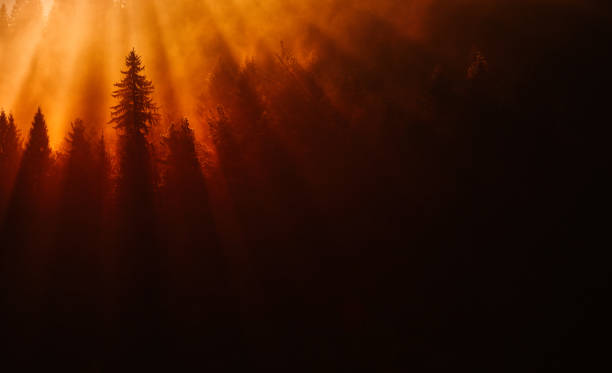 istock Breathtaking view in the forest 1167560725