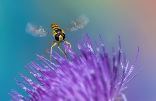 Hover fly stock photo