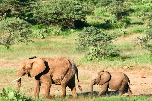 istock Wild life Kenya, African elephant. 1167562027