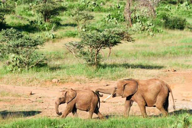 istock Wild life Kenya, African elephant, cub. 1167562031