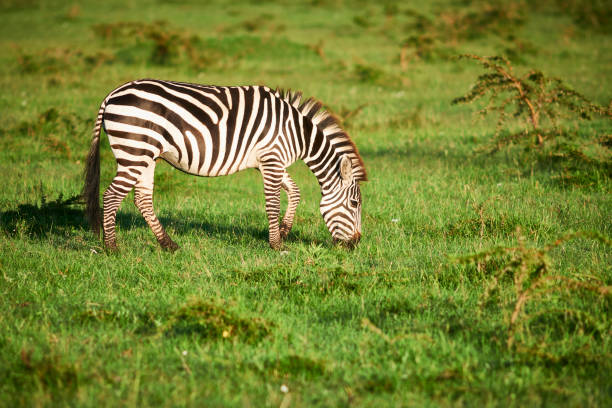 istock Wild life Kenya, zebra grazing on a meadow. 1167562039