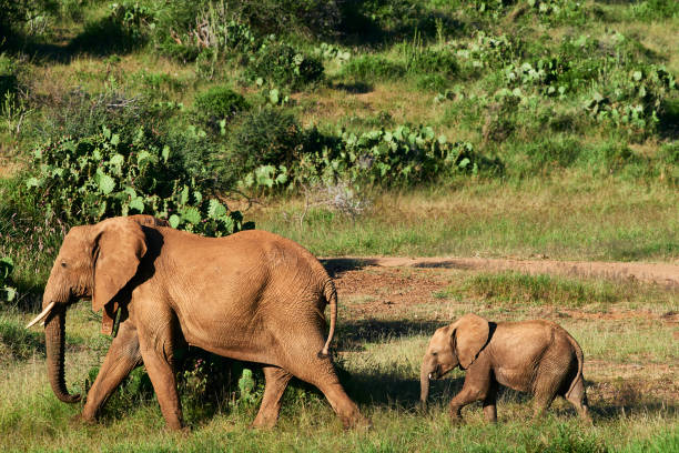 istock Wild life Kenya, African elephant. 1167562040